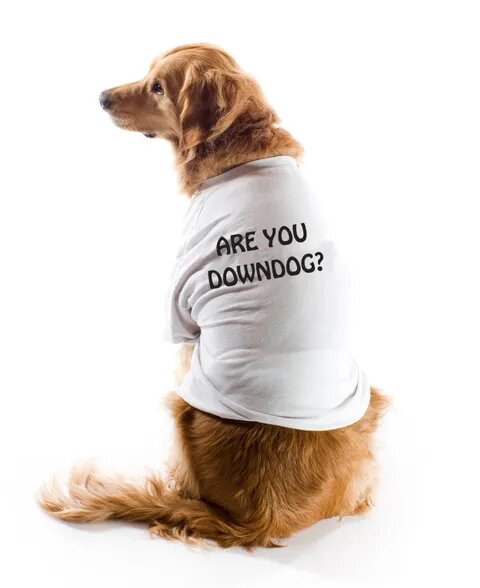 Are You Downdog?